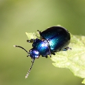 Petite bete bleue - 006